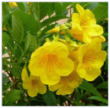 Yellow Esperanza Seeds