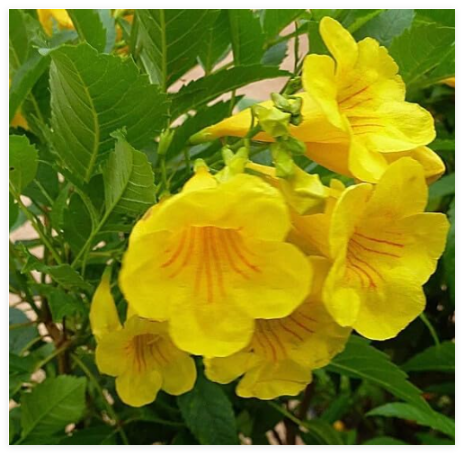 Yellow Esperanza Seeds