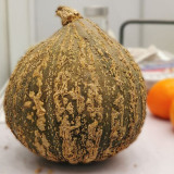 Fushun Ribbed Ugly Pumpkin Seeds - Dual-Purpose Variety, High Yield, Easy to Grow, Versatile Culinary Uses