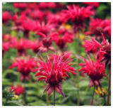 Red Bee Balm Seeds Monarda – Fiery Perennial Flower for Hummingbirds
