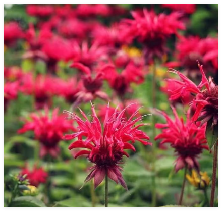 Red Bee Balm Seeds Monarda – Fiery Perennial Flower for Hummingbirds