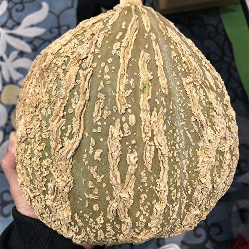 Fushun Ribbed Ugly Pumpkin Seeds - Dual-Purpose Variety, High Yield, Easy to Grow, Versatile Culinary Uses