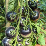 Black Enchantress Fruit Tomato Seeds - Indeterminate, High Yield, High Anthocyanin, for Protected or Open Field