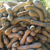Yellow Wolf Golden Hook Pumpkin Seeds - High Yield, Easy Growing, Sweet Starchy Taste, Ideal for Roasting & Soups