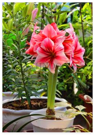 Double Petals Amaryllis Bulb Hippeastrum Flowers Lily Potted