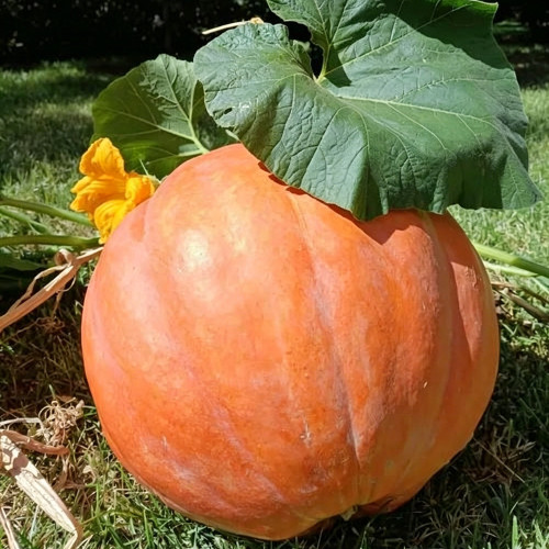 Extra Large Giant Pumpkin Seeds – Giant Fruit, Easy to Manage, Both Ornamental and Edible