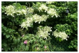 Climbing Hydrangea, Hydrangea anomala petiolaris, Vine Seeds, (Showy, Fragrant)