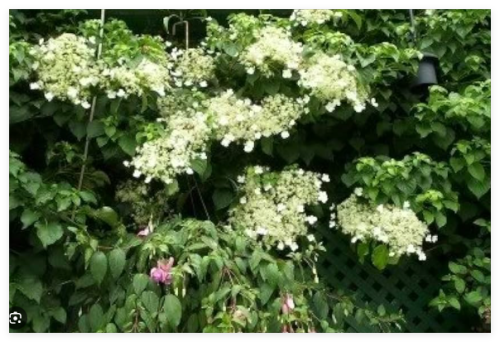 Climbing Hydrangea, Hydrangea anomala petiolaris, Vine Seeds, (Showy, Fragrant)
