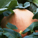 Extra Large Giant Pumpkin Seeds – Giant Fruit, Easy to Manage, Both Ornamental and Edible