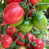 Spring Peach Heart Tomato Seeds – High Yield, Rich Sweet Flavor, Ideal for Fresh Eating and Home Garden Growing