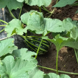 Bingtangzi High-Sugar Melon Seeds - Early Maturing, High Yield, Easy to Grow, Strong Disease Resistance