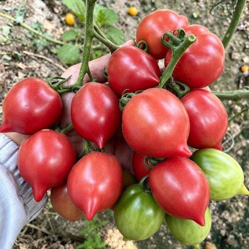Spring Peach Heart Tomato Seeds – High Yield, Rich Sweet Flavor, Ideal for Fresh Eating and Home Garden Growing