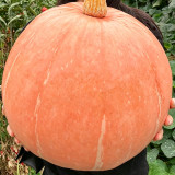 Extra Large Giant Pumpkin Seeds – Giant Fruit, Easy to Manage, Both Ornamental and Edible