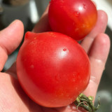 Spring Peach Heart Tomato Seeds – High Yield, Rich Sweet Flavor, Ideal for Fresh Eating and Home Garden Growing