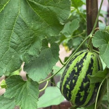 Bingtangzi High-Sugar Melon Seeds - Early Maturing, High Yield, Easy to Grow, Strong Disease Resistance