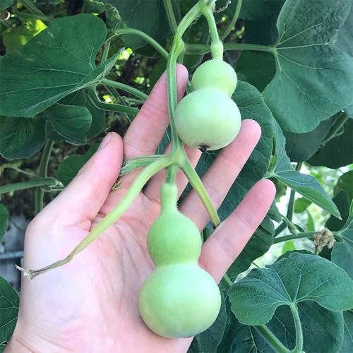 Hezhichun Mini Hand-twisted Gourd Seeds |  Iron-wrapped Gold  – Small Double-gourd, Easy to Grow, Ideal for Hand Play