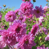 Hezhichun Double Cosmos Seeds – Pink Peony-Like Ruffled Blooms, Profuse Flowering for Landscape Planting