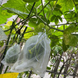 Bingtangzi High-Sugar Melon Seeds - Early Maturing, High Yield, Easy to Grow, Strong Disease Resistance