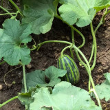 Bingtangzi High-Sugar Melon Seeds - Early Maturing, High Yield, Easy to Grow, Strong Disease Resistance