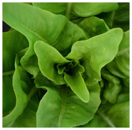 Amish Deer Tongue Leaf Lettuce Seeds, Matchless, Non-GMO Heirloom