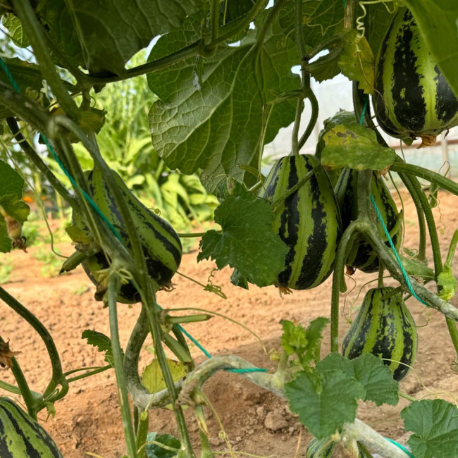 Bingtangzi High-Sugar Melon Seeds - Early Maturing, High Yield, Easy to Grow, Strong Disease Resistance