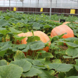Extra Large Giant Pumpkin Seeds – Giant Fruit, Easy to Manage, Both Ornamental and Edible
