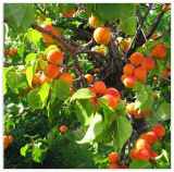 Apricot Tree Base More Precocious Fruit Orchard Seed