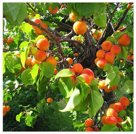 Apricot Tree Base More Precocious Fruit Orchard Seed