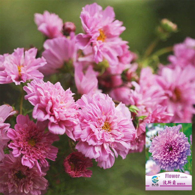 Hezhichun Double Cosmos Seeds – Pink Peony-Like Ruffled Blooms, Profuse Flowering for Landscape Planting