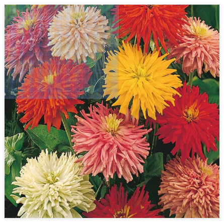 Giant Cactus Zinnia Mix Seeds Flower Elegans Annual Mixed