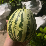 Bingtangzi High-Sugar Melon Seeds - Early Maturing, High Yield, Easy to Grow, Strong Disease Resistance