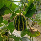 Bingtangzi High-Sugar Melon Seeds - Early Maturing, High Yield, Easy to Grow, Strong Disease Resistance