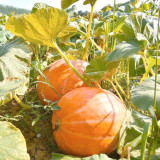 Extra Large Giant Pumpkin Seeds – Giant Fruit, Easy to Manage, Both Ornamental and Edible