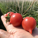 Spring Peach Heart Tomato Seeds – High Yield, Rich Sweet Flavor, Ideal for Fresh Eating and Home Garden Growing