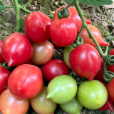 Spring Peach Heart Tomato Seeds – High Yield, Rich Sweet Flavor, Ideal for Fresh Eating and Home Garden Growing