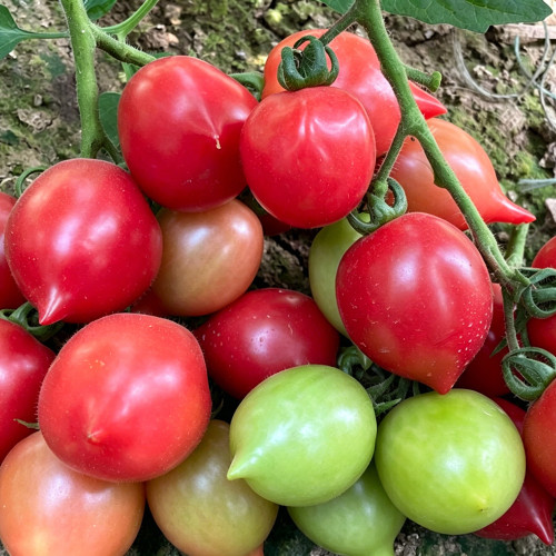 Spring Peach Heart Tomato Seeds – High Yield, Rich Sweet Flavor, Ideal for Fresh Eating and Home Garden Growing
