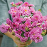 Hezhichun Double Cosmos Seeds – Pink Peony-Like Ruffled Blooms, Profuse Flowering for Landscape Planting