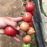 Spring Peach Heart Tomato Seeds – High Yield, Rich Sweet Flavor, Ideal for Fresh Eating and Home Garden Growing