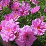 Hezhichun Double Cosmos Seeds – Pink Peony-Like Ruffled Blooms, Profuse Flowering for Landscape Planting