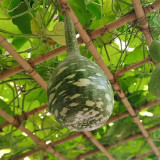 Hezhichun Speckled Swan Gourd Seeds | Unique Swan-Shaped Gourds, Long Ornamental Period for Trellis & Wall Growing