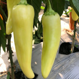 Baifeicui Pepper Seeds - High Yielding, Continuous Fruiting, Easy to Grow, Strong Market Appeal