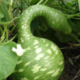 Hezhichun Speckled Swan Gourd Seeds | Unique Swan-Shaped Gourds, Long Ornamental Period for Trellis & Wall Growing