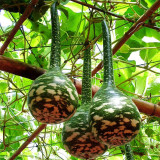 Hezhichun Speckled Swan Gourd Seeds | Unique Swan-Shaped Gourds, Long Ornamental Period for Trellis & Wall Growing