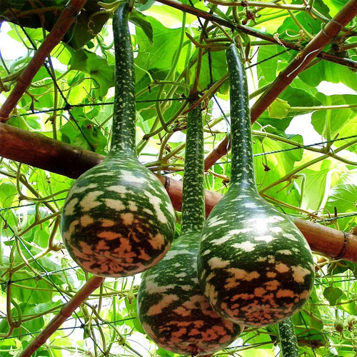 Hezhichun Speckled Swan Gourd Seeds | Unique Swan-Shaped Gourds, Long Ornamental Period for Trellis & Wall Growing