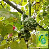 Hezhichun Speckled Swan Gourd Seeds | Unique Swan-Shaped Gourds, Long Ornamental Period for Trellis & Wall Growing