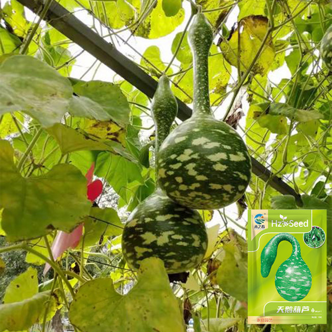 Hezhichun Speckled Swan Gourd Seeds | Unique Swan-Shaped Gourds, Long Ornamental Period for Trellis & Wall Growing