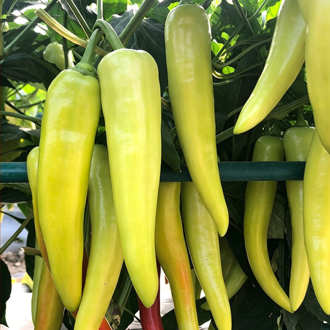 Baifeicui Pepper Seeds - High Yielding, Continuous Fruiting, Easy to Grow, Strong Market Appeal