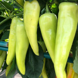 Baifeicui Pepper Seeds - High Yielding, Continuous Fruiting, Easy to Grow, Strong Market Appeal