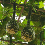 Hezhichun Speckled Swan Gourd Seeds | Unique Swan-Shaped Gourds, Long Ornamental Period for Trellis & Wall Growing