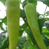 Baifeicui Pepper Seeds - High Yielding, Continuous Fruiting, Easy to Grow, Strong Market Appeal